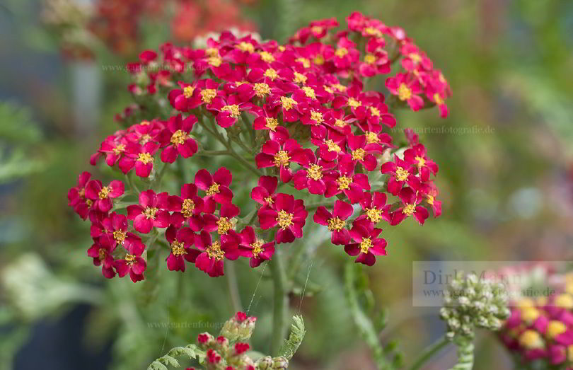 Bild von Achillea millefolium ‚Paprika‘ – Rote Schafgarbe