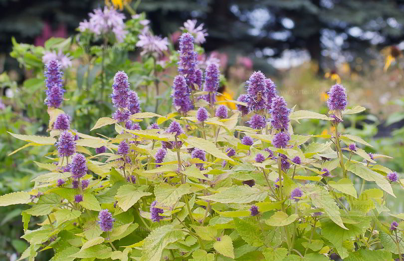 Bild von Agastache foeniculum ‚Golden Jubilee‘ – Goldener Anisysop, Anis-Riesenysop, Gelbblättrige Duftnessel