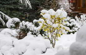 Thumbnail Der Frühling schickt seine frühen Vorboten