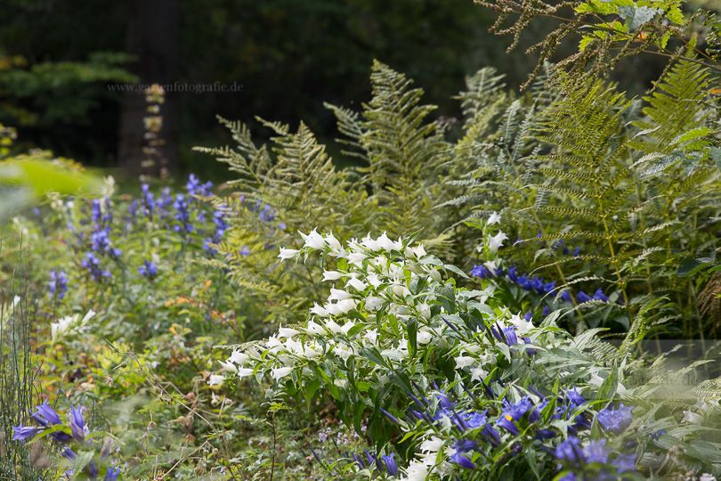 Petition Fur Den Botanischen Garten Schellerhau Pflanzenreich